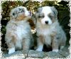 Australian Shepherd Foto: Guardian-Angel-Babys mit 6 Wochen (ID 26072) Australian Shepherd Hund