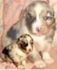 Australian Shepherd Foto: Guardian Angel Blue Merle Hündin mit 3 Wochen (ID 29160) Australian Shepherd Hund
