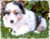 Australian Shepherd Foto: Guardian-Angel-Baby mit 6 Wochen (ID 26071) Australian Shepherd Hund