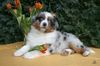 Australian Shepherd Foto: Guardian Angel's Liz Majenne (ID 44019) Australian Shepherd Hund