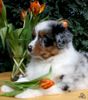 Australian Shepherd Foto: Guardian Angel's Liz Majenne, 7 Wochen (ID 44016) Australian Shepherd Hund