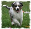 Australian Shepherd Hund