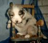 Australian Shepherd Foto: ...Relaxen im Welpenschaukelstuhl... (ID 8224) Australian Shepherd Hund