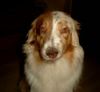 Australian Shepherd Foto: Bonnie im Buddelfieber!! (ID 14155) Australian Shepherd Hund