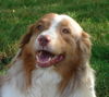 Australian Shepherd Foto: Unsere wunderschöne Bonnie hat gerade Welpen!! (ID 39152) Australian Shepherd Hund