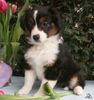 Australian Shepherd Foto: Miniaussie Guardian Angel's Britney, 9 Wochen jung - unser Püppi ;o)) (ID 44022) Australian Shepherd Hund
