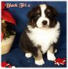 Australian Shepherd Foto: Nayeli Baby (ID 40611) Australian Shepherd Hund
