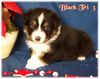 Australian Shepherd Foto: Nayeli Baby (ID 40610) Australian Shepherd Hund