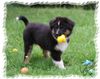 Australian Shepherd Foto: Sugar, weibl, 12 Wochen alt, sucht noch eine tolle Familie! (ID 46398) Australian Shepherd Hund