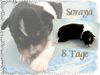 Australian Shepherd Foto: Guardian Angel's Soraya, 8 Tage alt (ID 23269) Australian Shepherd Hund