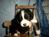 Australian Shepherd Foto: Guardian Angel's Dakota (ID 8227) Australian Shepherd Hund