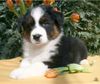 Australian Shepherd Foto: Guardian Angel's General Lee, 7 Wochen (ID 44018) Australian Shepherd Hund