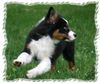 Australian Shepherd Hund