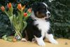 Australian Shepherd Foto: Guardian Angel\'s Ltnd Dan, 7 Wochen (ID 44017) Australian Shepherd Hund