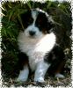 Australian Shepherd Foto: Guardian-Angel-Baby mit 6 Wochen (ID 26070) Australian Shepherd Hund