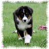 Australian Shepherd Foto: Spencer, 12 Wochen alt, sucht noch eine tolle Familie! (ID 46401) Australian Shepherd Hund