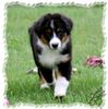 Australian Shepherd Hund