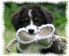 Australian Shepherd Hund