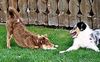 Australian Shepherd Foto: let's play ! (ID 19423) Australian Shepherd Hund