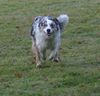 Australian Shepherd Foto: running dogy (ID 19078) Australian Shepherd Hund