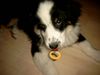 Australian Shepherd Foto: Mein Schnullerbaby Connor (ID 8223) Australian Shepherd Hund