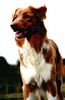 Australian Shepherd Foto: Casa de Filler Crazy Red Case (ID 1494) Australian Shepherd Hund