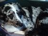 Australian Shepherd Foto: Charly,6Monate alt (ID 4280) Australian Shepherd Hund