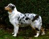 Australian Shepherd Foto: Guardian Angel's Honeymoon - (ID 28101) Australian Shepherd Hund