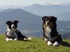 Australian Shepherd Foto: Aussie und Border (ID 20804) Australian Shepherd Hund