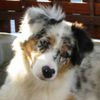 Australian Shepherd Foto: Chica (ID 30040) Australian Shepherd Hund