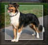 Australian Shepherd Foto: Australian Shepherd (ID 39743) Australian Shepherd Hund