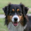Australian Shepherd Foto: Maggy 14 Monate (ID 40645) Australian Shepherd Hund