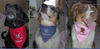 Australian Shepherd Foto: Wir sind: Dino, Damon und Donna (ID 34613) Australian Shepherd Hund