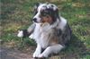Australian Shepherd Foto: Rainwood´s Star: Donna; BEST OF WINNERS !! ASCA Confirmation-Show 2002 D-Königswinter (ID 1023) Australian Shepherd Hund