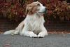Australian Shepherd Foto: mix aber schöner als die meisten reinrassigen!! (ID 17743) Australian Shepherd Hund