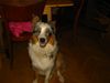 Australian Shepherd Foto: Hallo, bin schon 8 Monate! (ID 22718) Australian Shepherd Hund