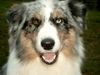 Australian Shepherd Foto: Schau mir in die Augen, Kleines.... (ID 8225) Australian Shepherd Hund