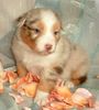 Australian Shepherd Foto: Guardian Angel Baby mit 4 Wochen (ID 29159) Australian Shepherd Hund