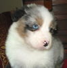 Australian Shepherd Foto: A Guardian Angel @ 5 Wochen (ID 35998) Australian Shepherd Hund