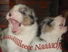 Australian Shepherd Foto: Sehr musikalisch!! Guardian Angel Baby @ 5 Wochen (ID 36000) Australian Shepherd Hund