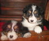 Australian Shepherd Foto: A Guardian Angel Baby @ 5 Wochen (ID 36001) Australian Shepherd Hund