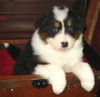 Australian Shepherd Foto: A Guardian Angel Baby @ 5 Wochen (ID 35999) Australian Shepherd Hund