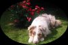 Australian Shepherd Foto: Absolutly Magic Archimedes (ID 4746) Australian Shepherd Hund
