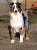 Australian Shepherd Foto: Lollypop`s Do It Again (ID 10999) Australian Shepherd Hund