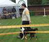 Australian Shepherd Foto: Zoe beim ASCA Obedience: (ID 921) Australian Shepherd Hund