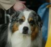 Australian Shepherd Foto: Auf einer Ausstellung (ID 41790) Australian Shepherd Hund
