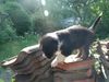 Australian Shepherd Foto: Gin 5 Wochen alt (ID 41937) Australian Shepherd Hund
