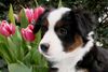 Australian Shepherd Foto: Miniaussie Guardian Angel\'s Hailey, unser (ID 44021) Australian Shepherd Hund