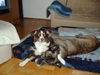 Australian Shepherd Foto: Eins zu null für MICH (ID 27608) Australian Shepherd Hund