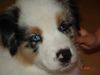 Australian Shepherd Foto: Lillibillis Aussie, 8 Wochen alt (ID 12055) Australian Shepherd Hund